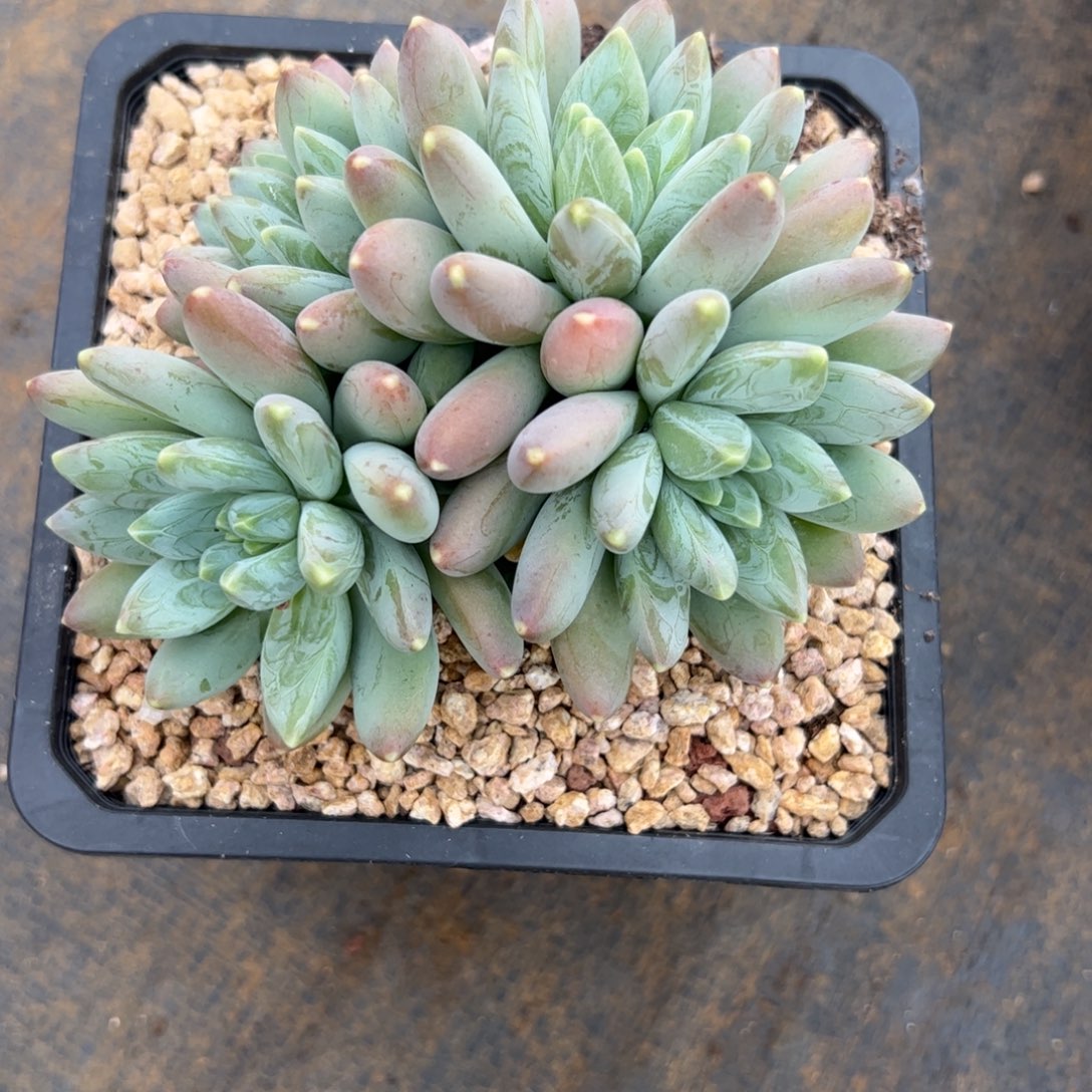 半***夏多肉植物多肉植物