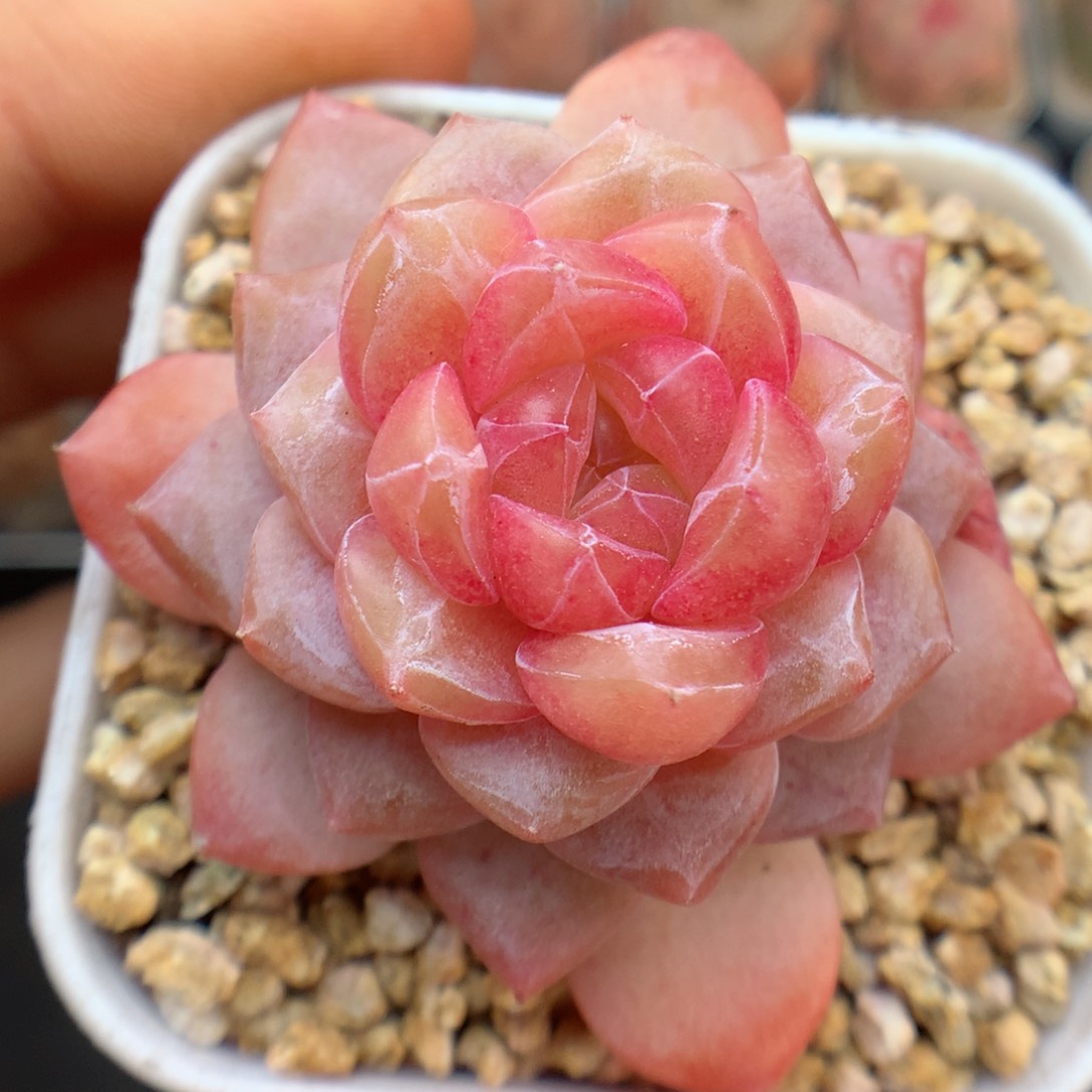 多肉植物。 糖心108