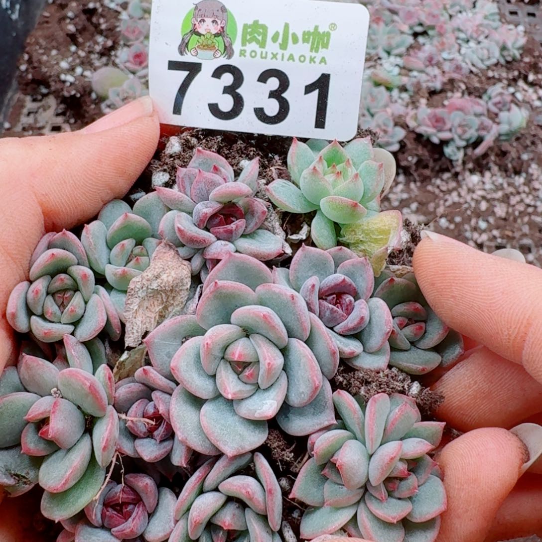 多肉植物多肉植物
