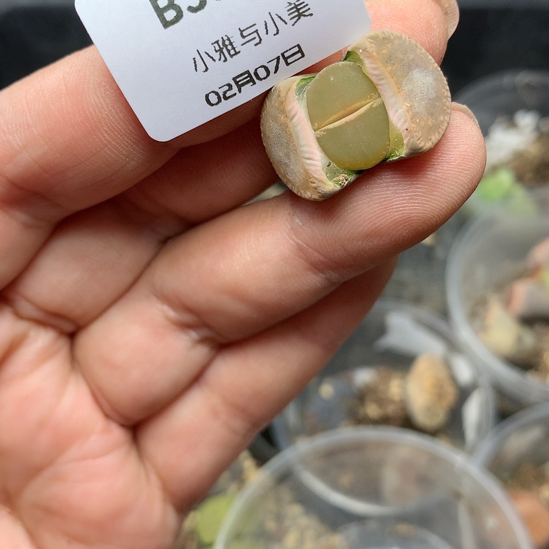 B331多肉植物保护研究所