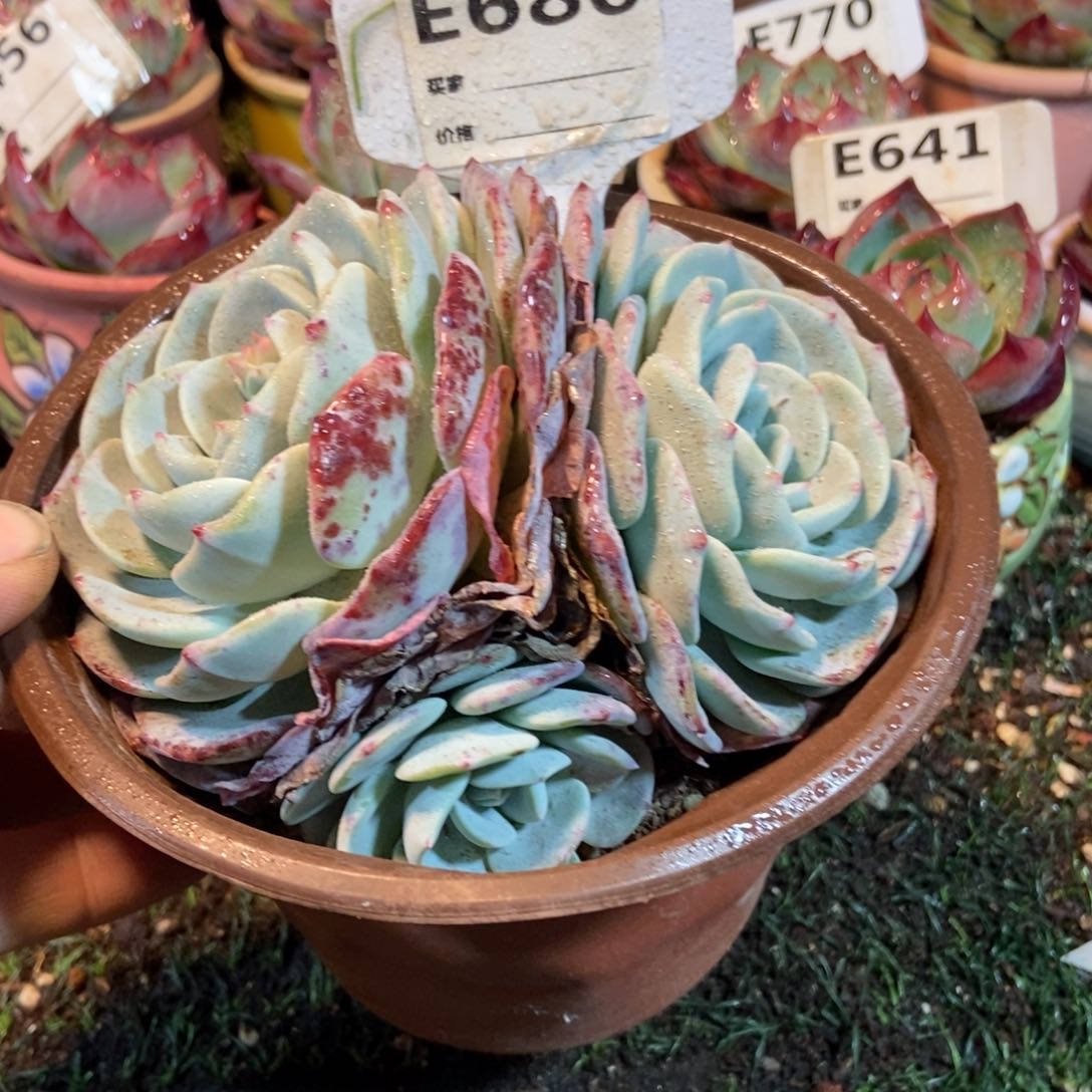 勃朗峰多肉植物680