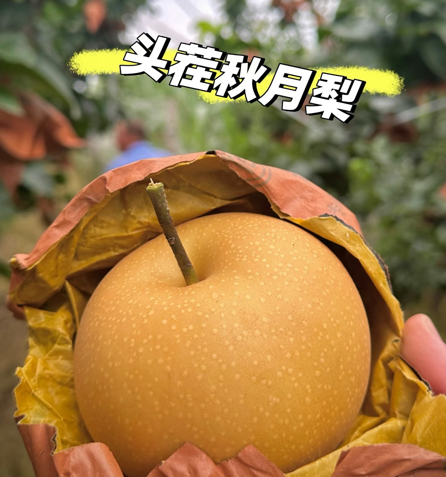 正宗山东秋月梨新鲜现摘脆甜多汁当季水果礼盒