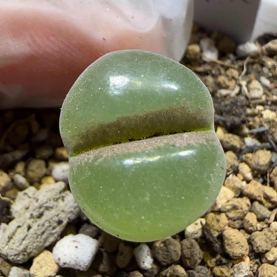 1.13 上播福利 粉女 6003