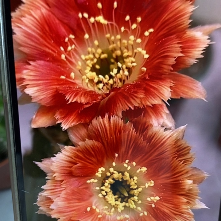 香香羽毛丽花侧芽3公分左右