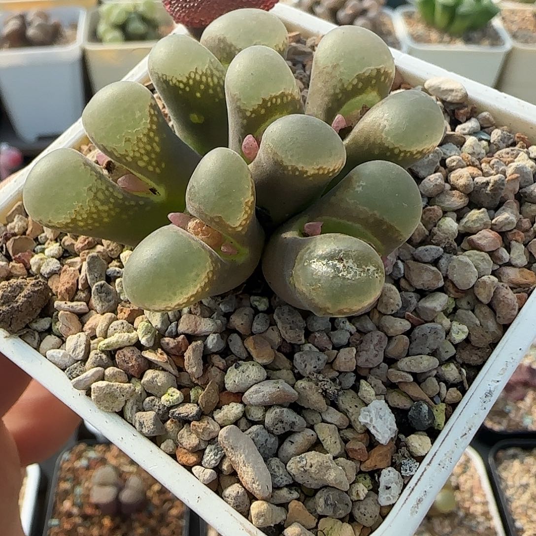 多肉植物绝美风铃母本特100号