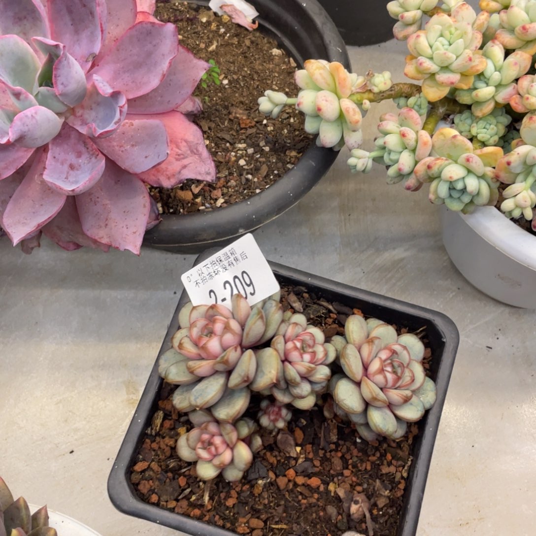 黑大帅多肉2.209葡萄