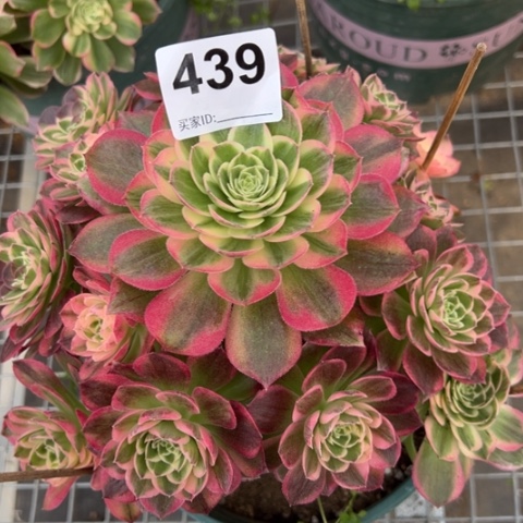 439海王20厘米左右有断枝