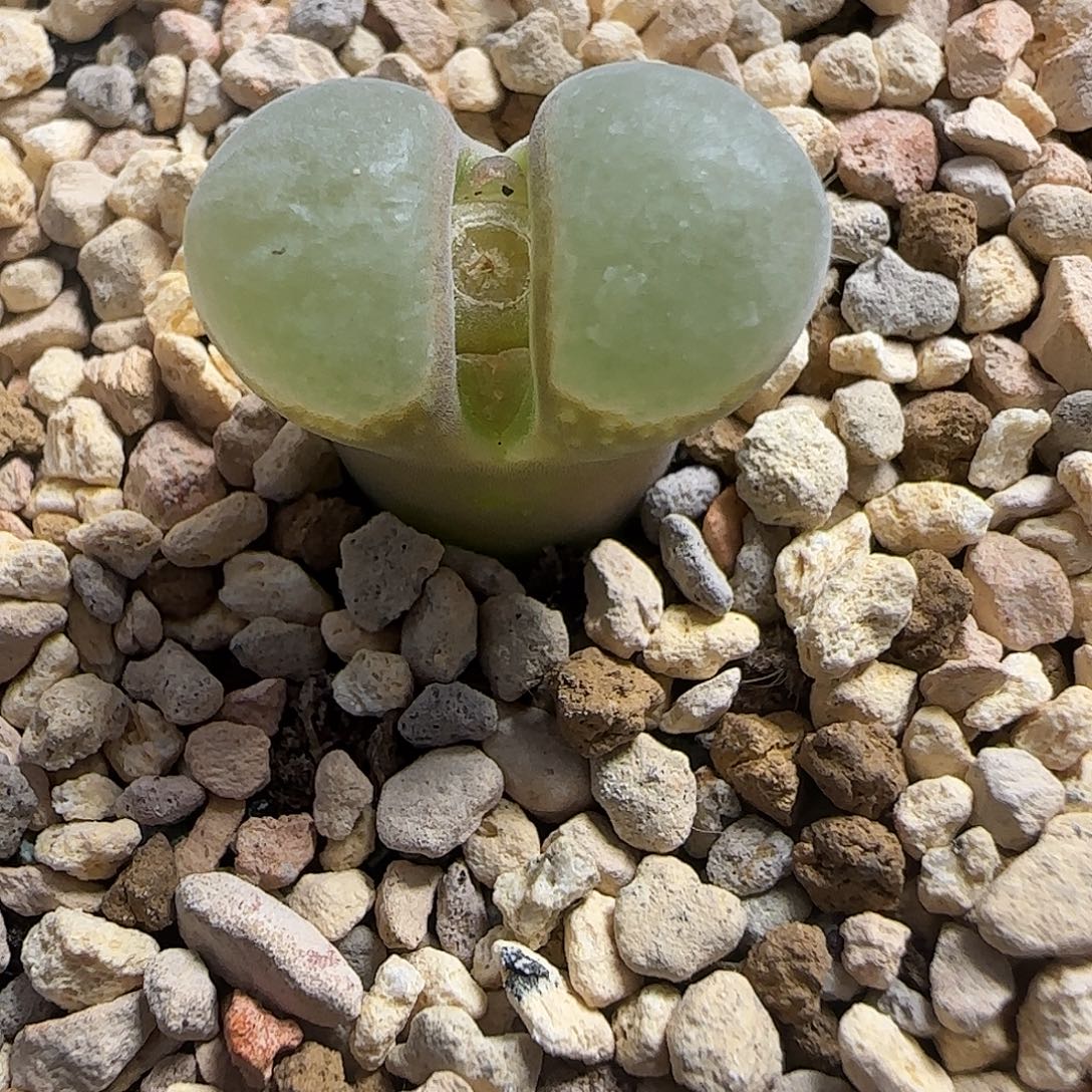 多肉B23母本元旦大漏176号