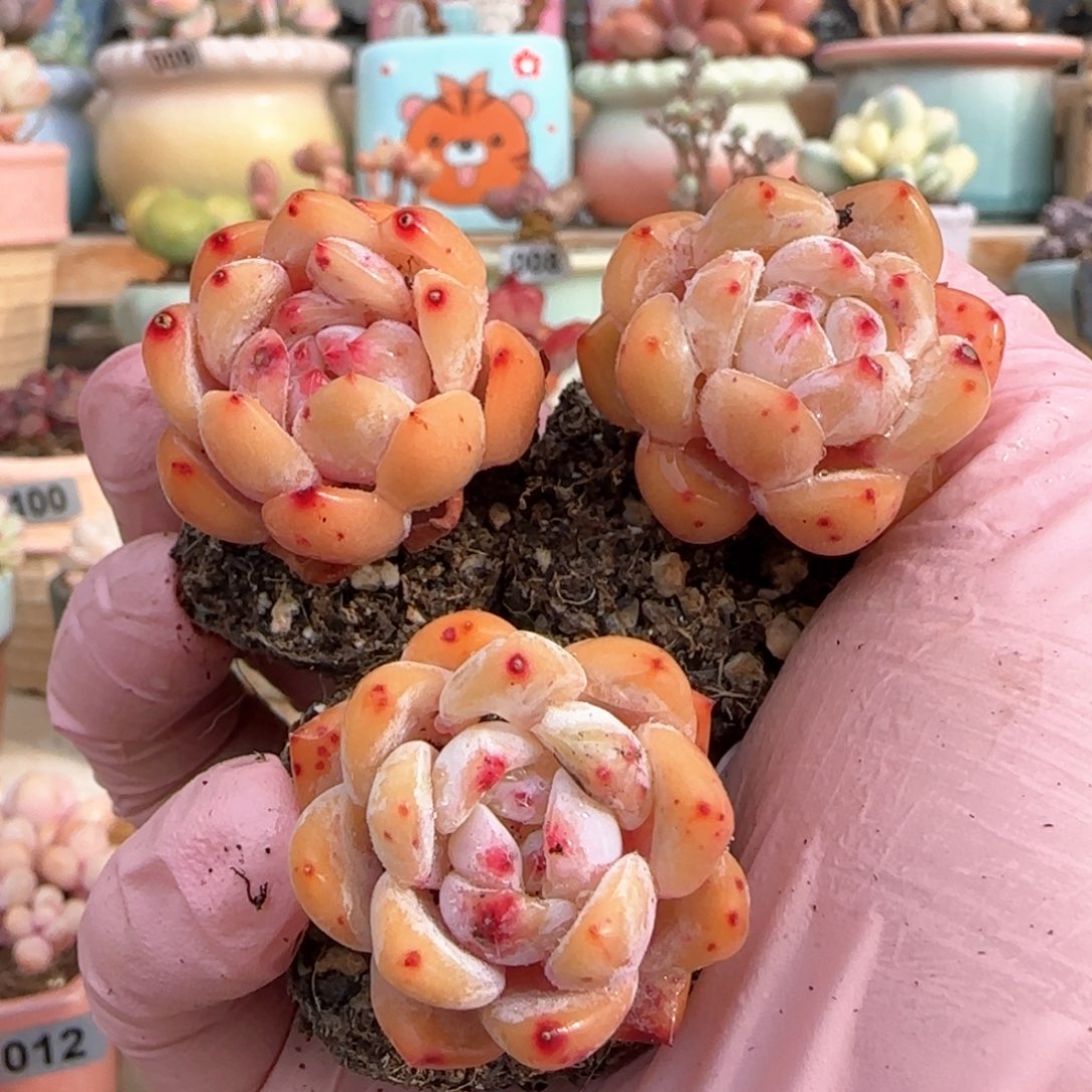 开播福利 炸 三颗橙子