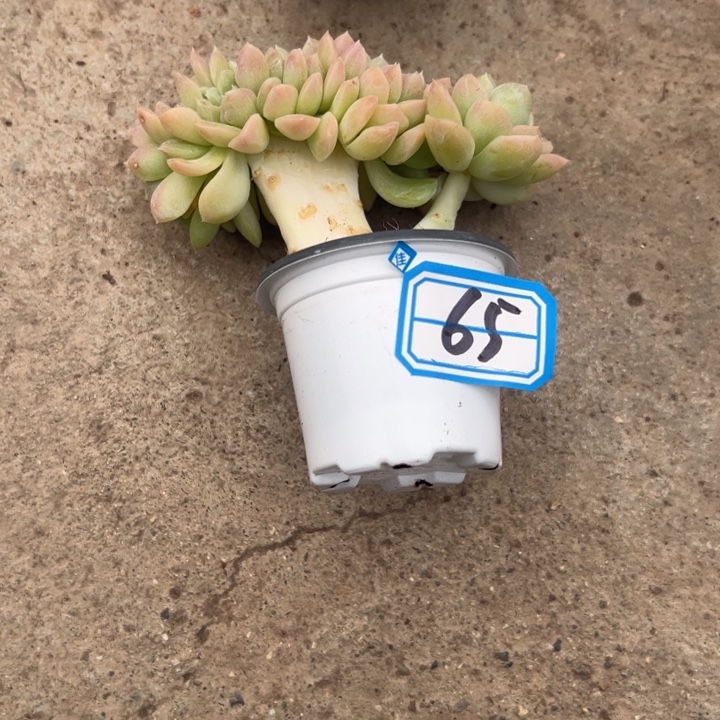 梅***～一物一拍奶油美人多肉65