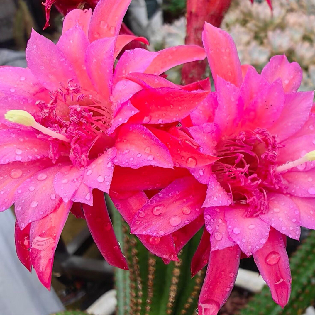 金四金妞中盆仙人球一物一拍勤花好养