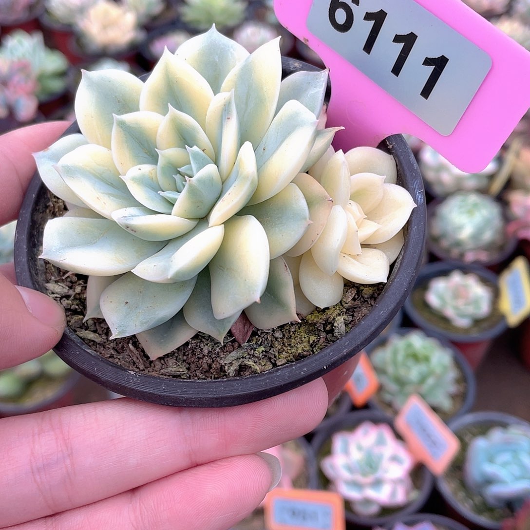 月亮阴阳6111号多肉