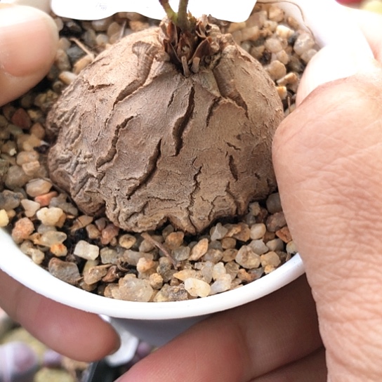 5296，4.3厘米象足龟甲龙