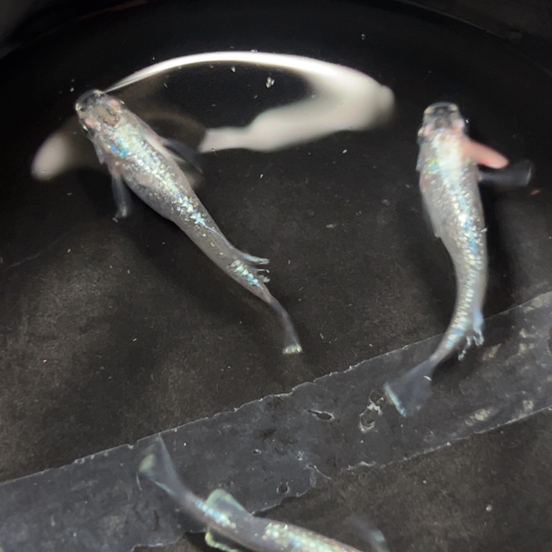 海水鱼回家看看发更健康发挥