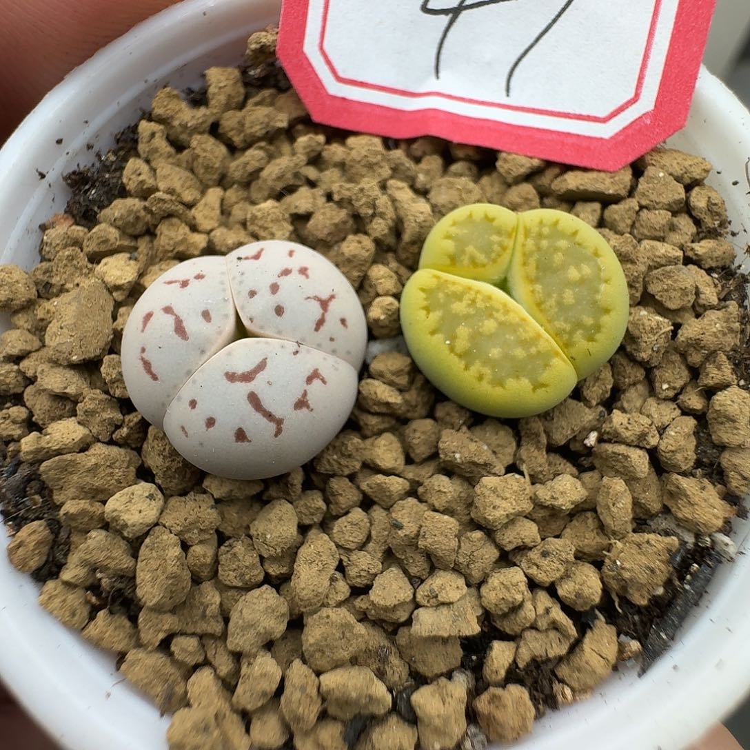 47多肉哈哈哈哈哈哈哈哈哈