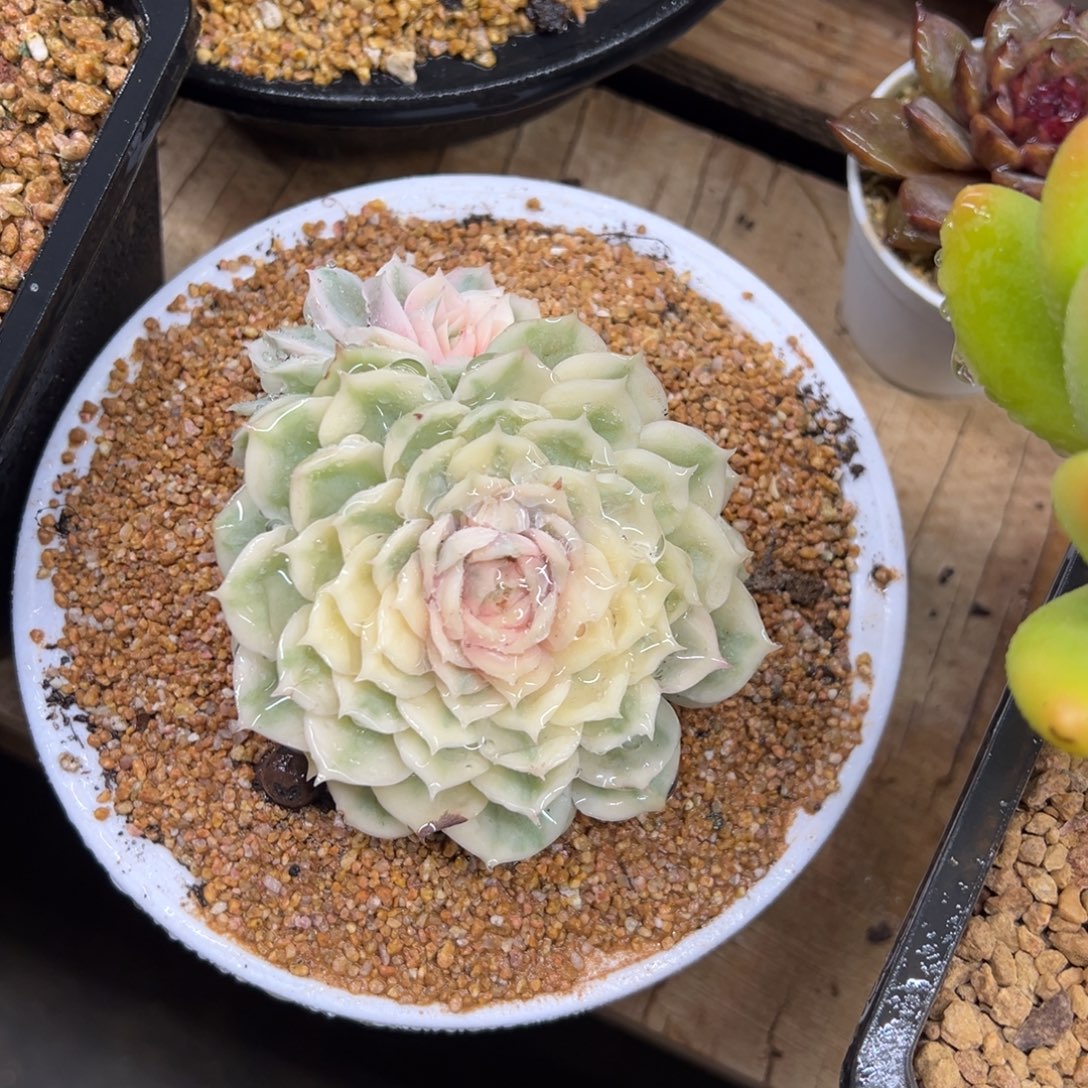 昂斯洛锦 夏鸣园艺