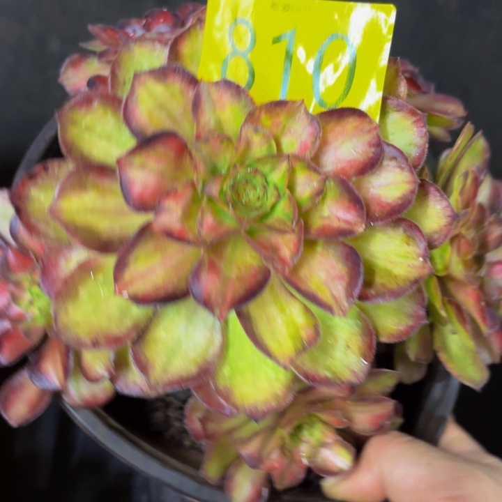 哈哈多肉葡萄福利810