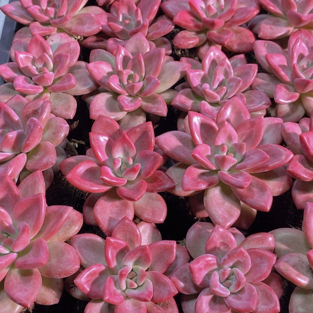 量拍37号 母本老桩赫菲斯托单头一个