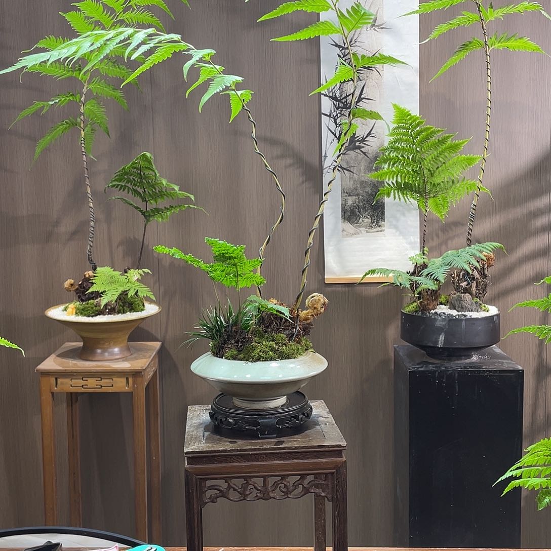 【闪购商品】面*蕨类