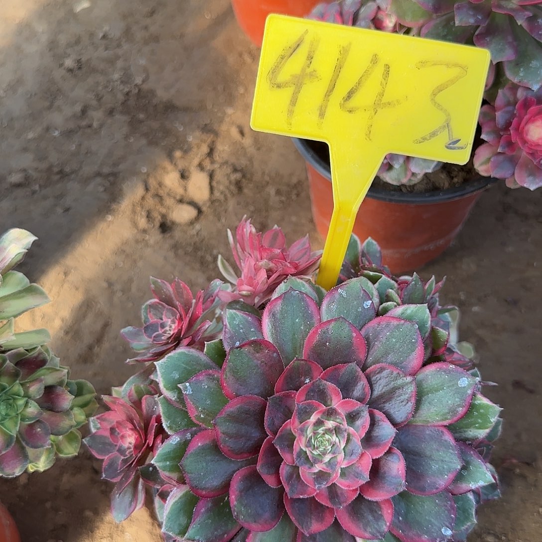 4143--黑魔锦多头多肉