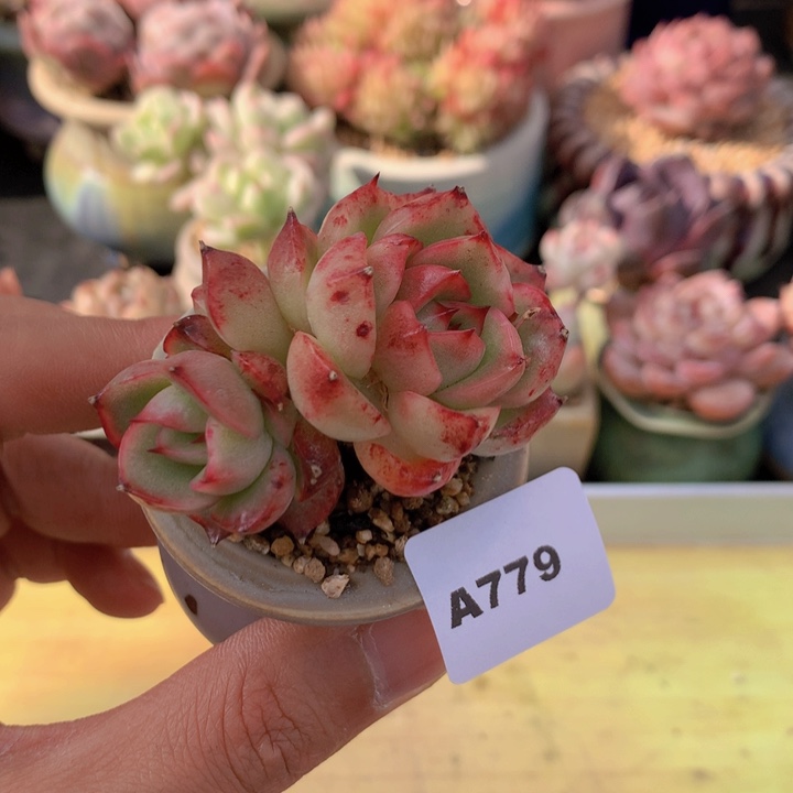 一物一拍满38包邮A779