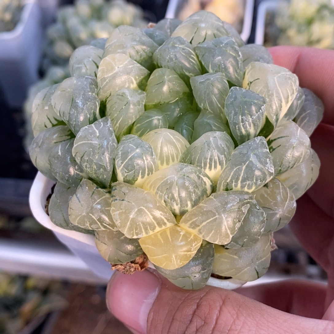 一颗湖水玉露锦 元旦福利