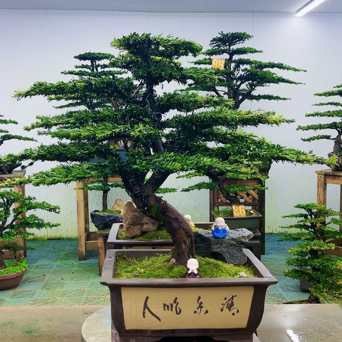 【闪购商品】无花朵