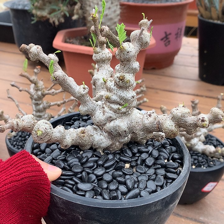 79念珠苏木哈哈哈哈哈哈哈哈