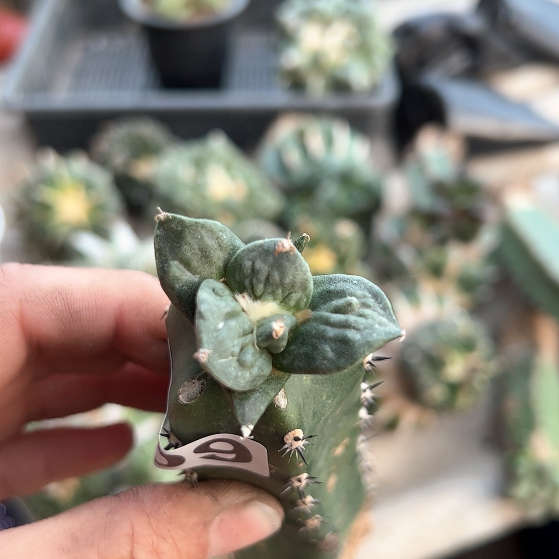 009小怒涛苗新年快乐