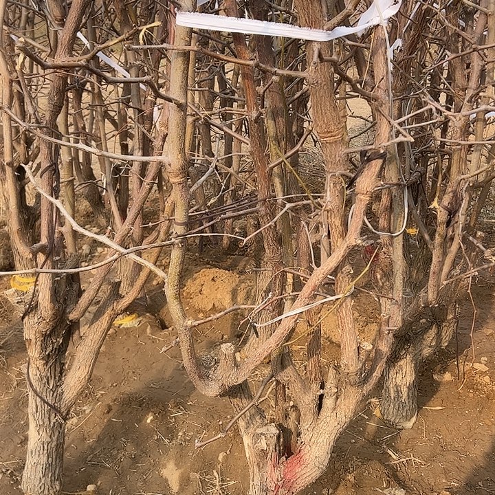 当前无花朵，栽培后可花朵