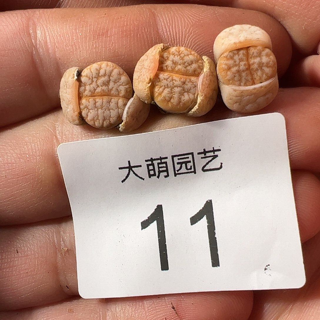 000011 一物一拍……