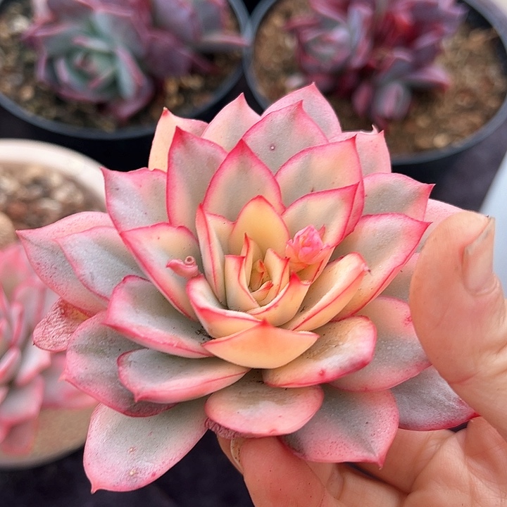 月光女神锦一个脱土