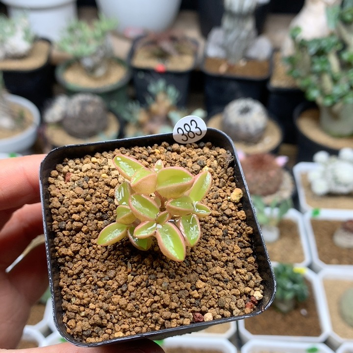 粉背椒草脱土不包掉叶子383