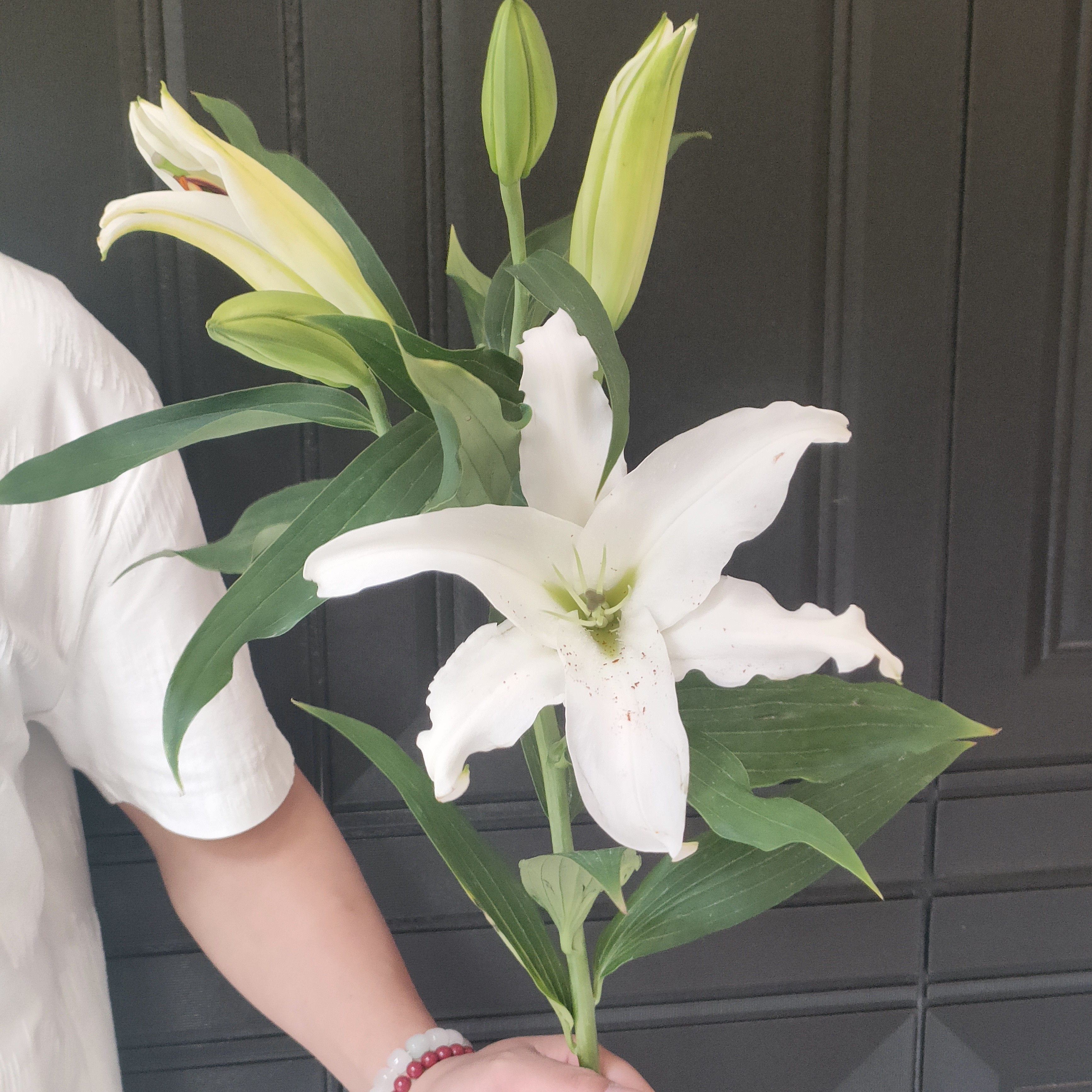 多头白百合，买两支送一支，保12个花头，个别花苞不开，完美主义者不要拍