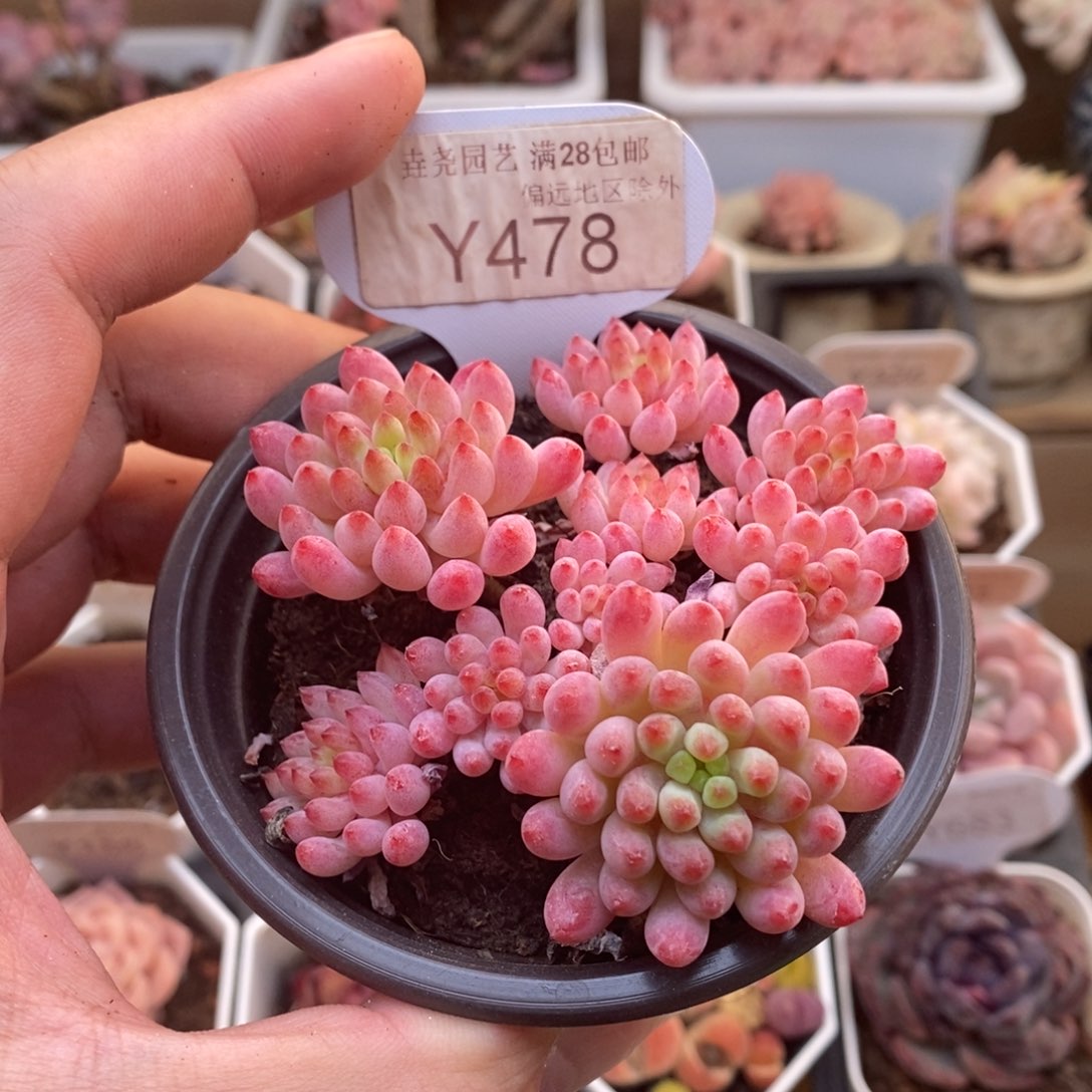 0478烟花8.0厘米
