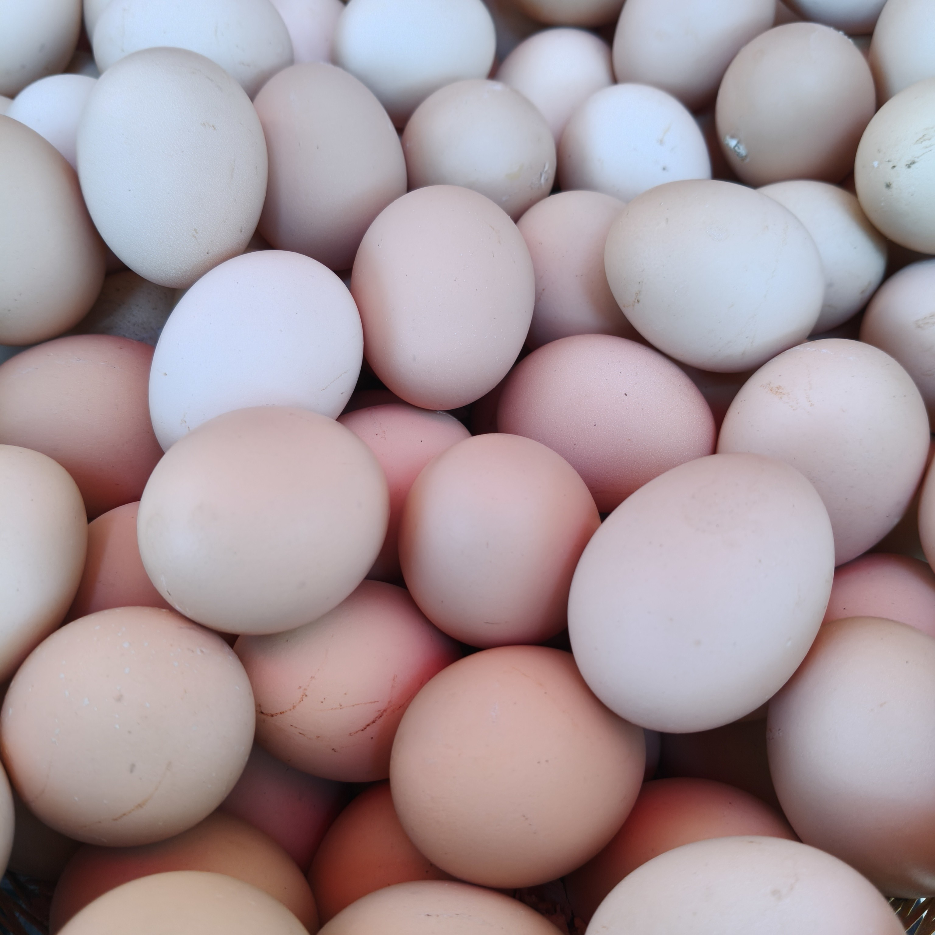 50枚土鸡蛋正宗农家散养巴马富硒月子鸡蛋黄心