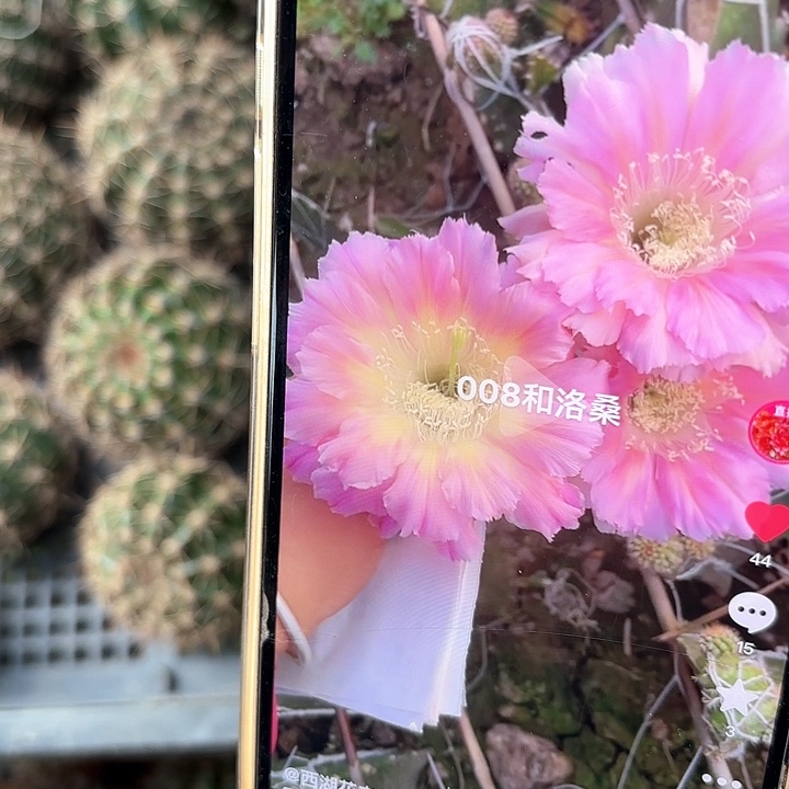 008彩侧牙20包邮仙人球10