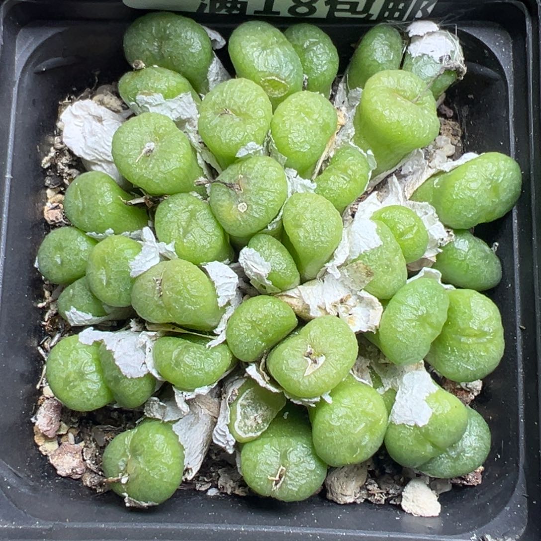 【闪购商品】 057。    