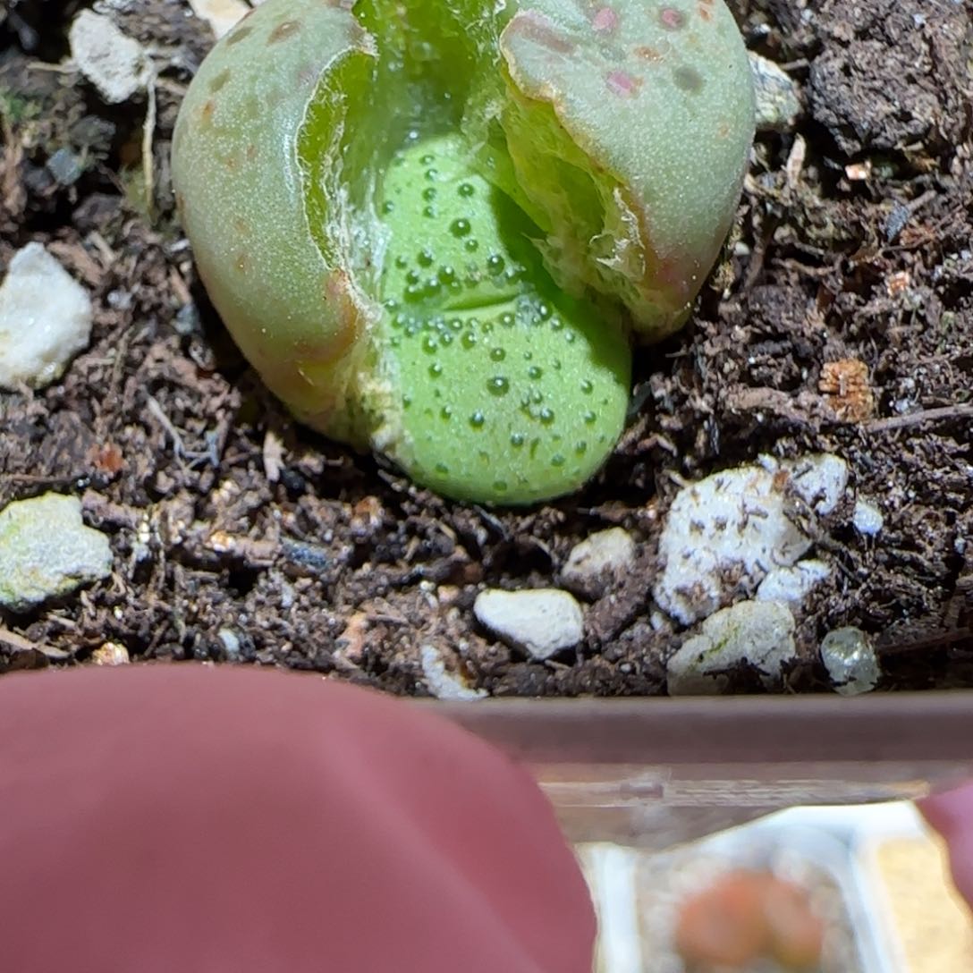 肉锥多肉植物百科5-火龙果安贞593