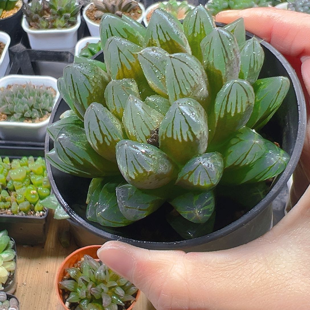 日***࿐万象盆黑钻多肉多肉多肉