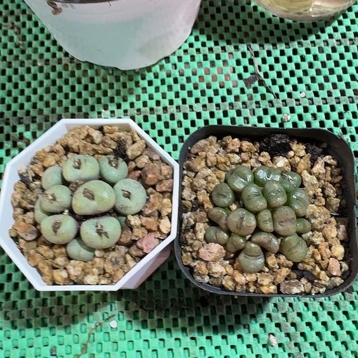 多肉植物提取精华二个