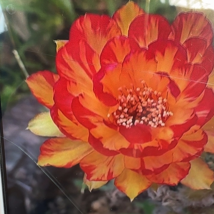 233丽花金荷花歪2公分左右无根侧牙小，20包邮