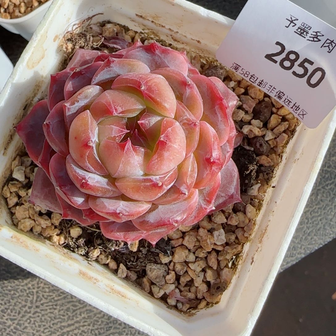 繁花，2850多肉植物