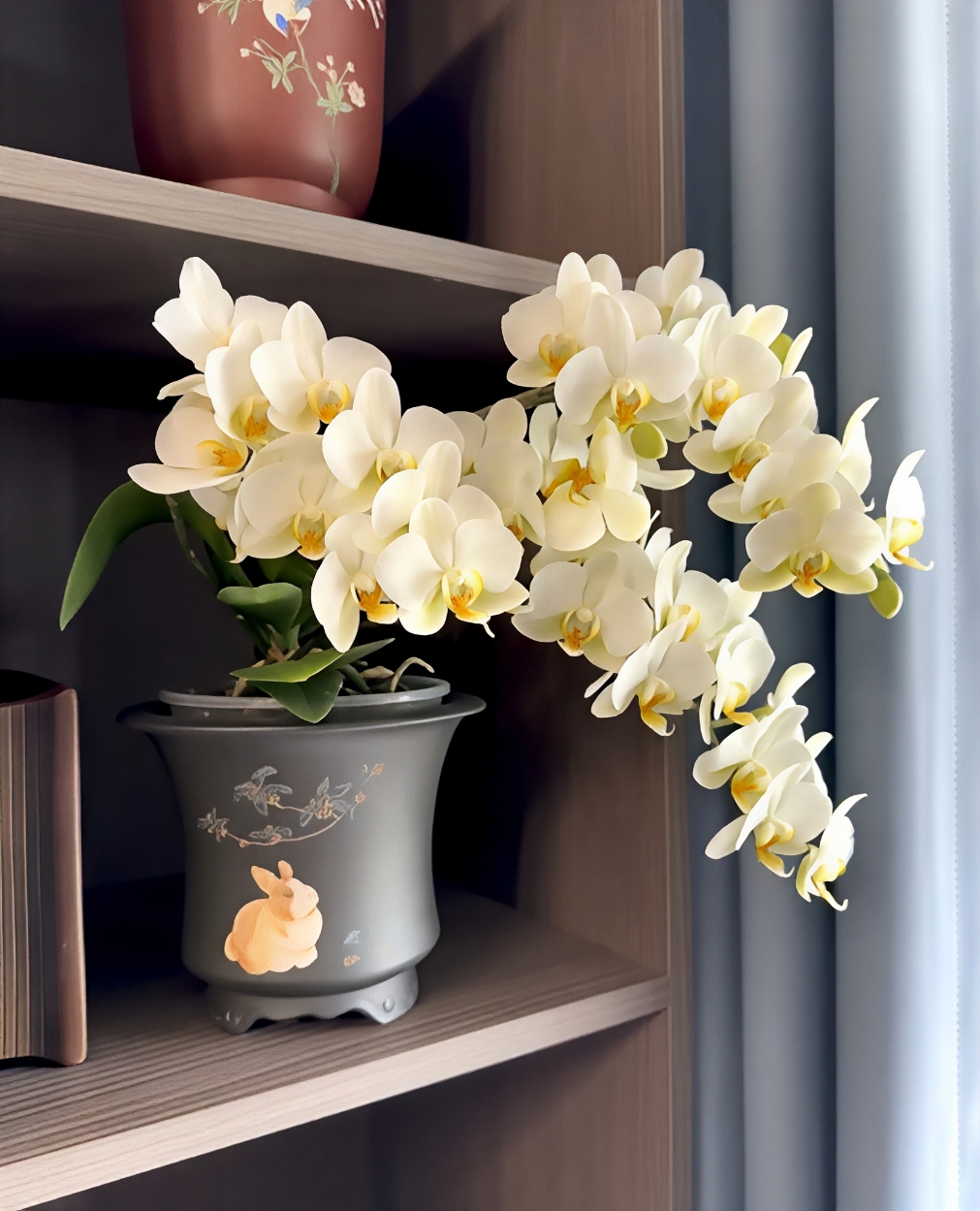 【精品特挑】翡翠观音蝴蝶兰 4-8花剑 盆栽鲜花绿植客厅卧室摆件