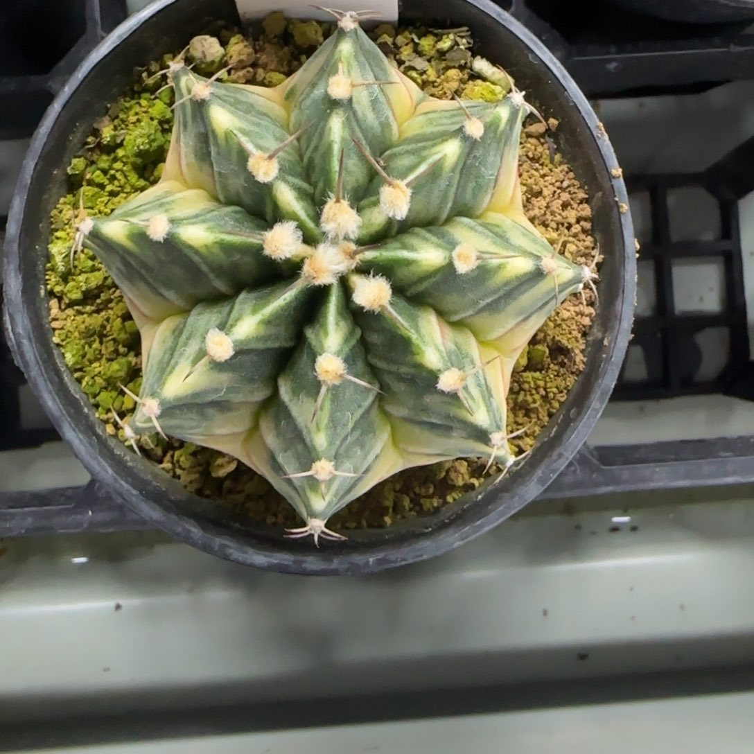 164-0214向日葵脱土发多肉