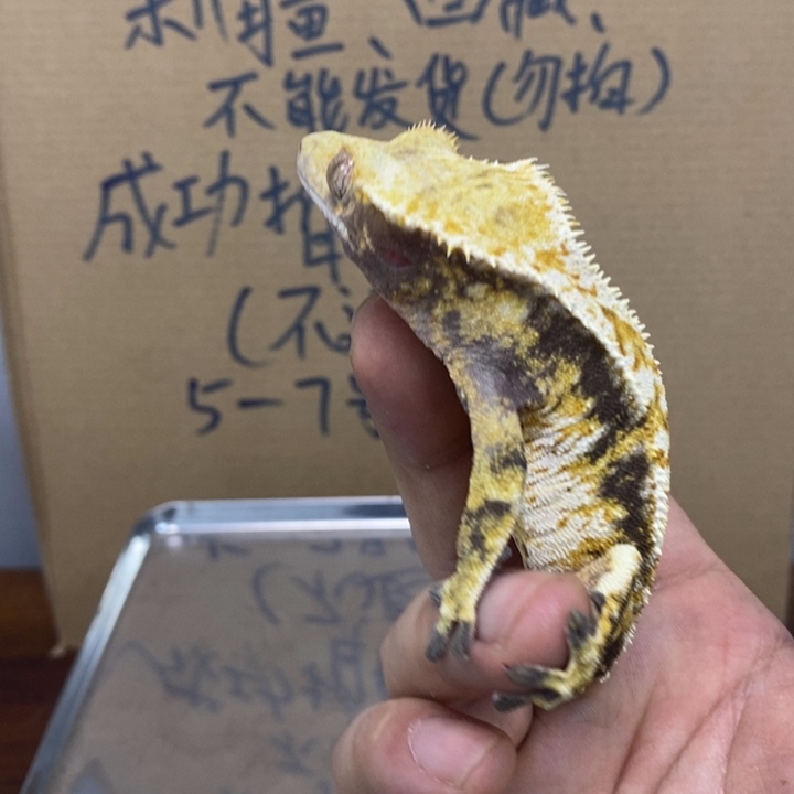 睫角守宫2025.12.1十二