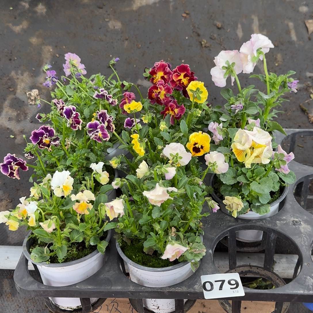 079号大花角堇清棚福利无售后