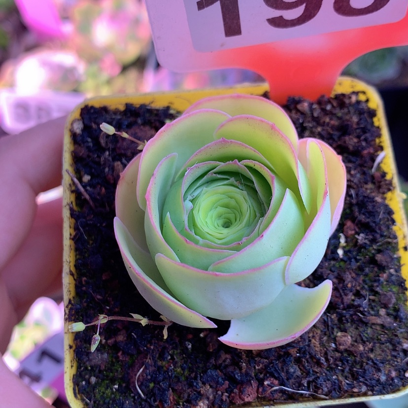 【闪购商品】yjj198