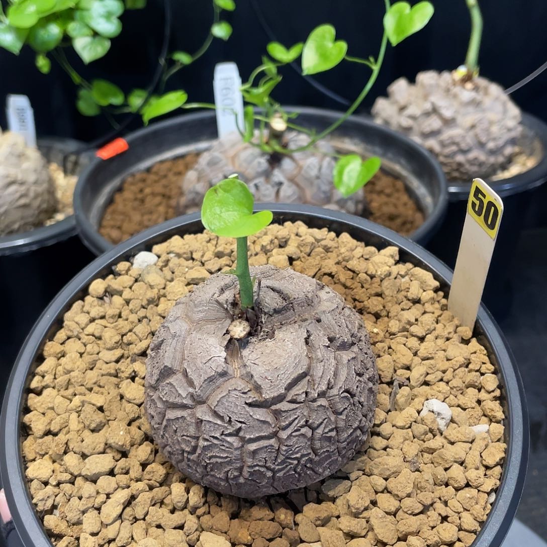 50号龟甲龙6.3公分