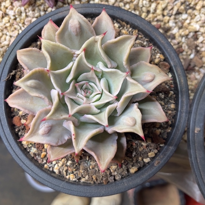 瘤子饺子皮 夏鸣园艺